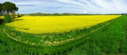 Pano of a Field of Oil Seed Rape 