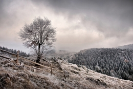 Facing the Frost 