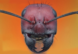 Ant 