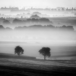 morning mists  