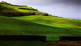 GREEN FIELDS  