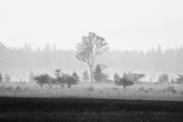 Lady in the morning fog 