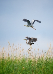 Ardea cinerea  Ardea purpurea 