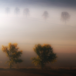 in the fog 