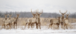  Cervus elaphus bactrianus 