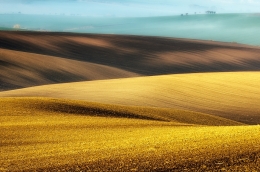 misting fields 