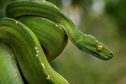 Green Tree Python 