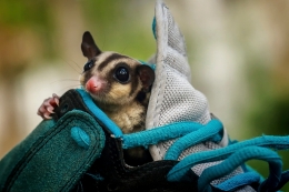 Sugar Glider in My Shoes 