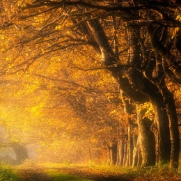 autumn alley 