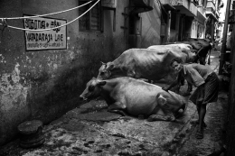 VARADARAJA LANE 