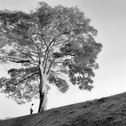 Under the tree 