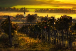 Moravian vineyard 