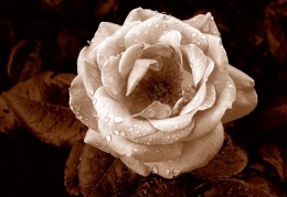 A BW rose in Quadtone 