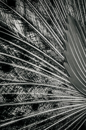 Peacock feathers 