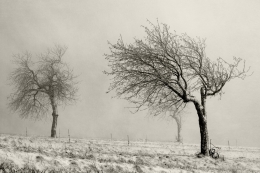 Foggy trees 