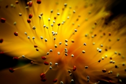 Hypericum  