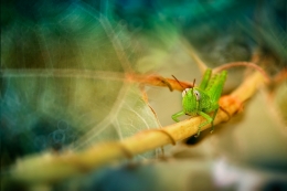 Green Hopper 