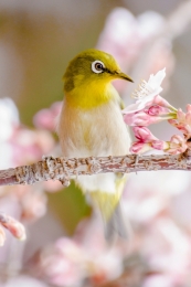 White-eye 