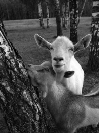 Goats in the birch grove 