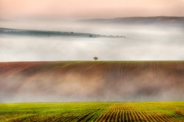 foggy fields 