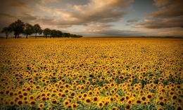 sunflowers 