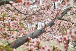 Sakura Frame 