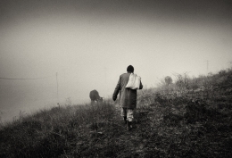 The Man with his cows  