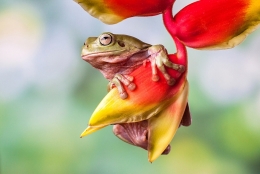 Hanging Frog 