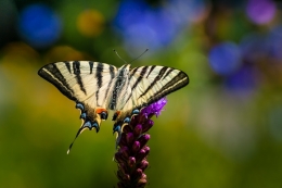 Iphiclides podalirius 