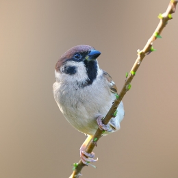 my wonderful world, tree sparrow 