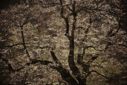 400-year-old cherry tree 