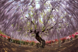 Wisteria 