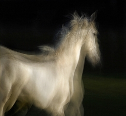 LIPIZZANER 