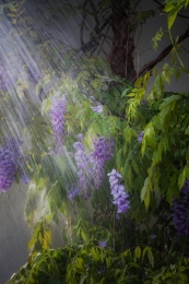  Summer rain 