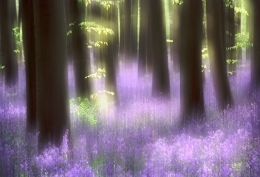 Bluebells 