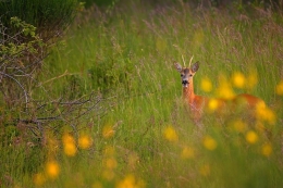 in the evening a deer 