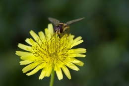 Pollen hunter 