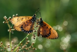 Love In Bokeh 