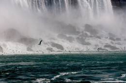 Life under the waterfalls 