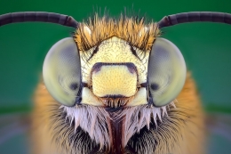 BEE CLOSE UP 