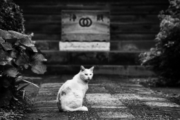 Cat living in temple 