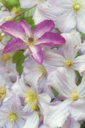 Clematis 