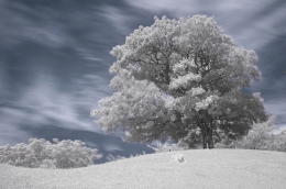 ”Infrared photography” 