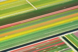 Flowers in stripes 