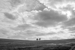 Tree of parent and child 