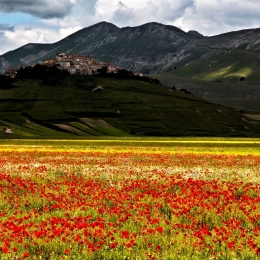 Castelluccio 2013 