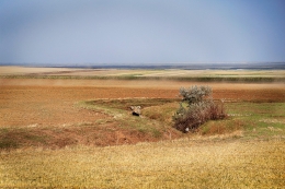 Dobrogea 