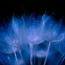 Tragopogon dubius 