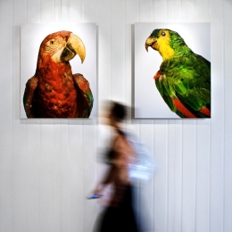 Parrots 