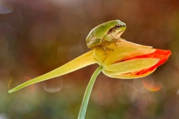 Hyla arborea 